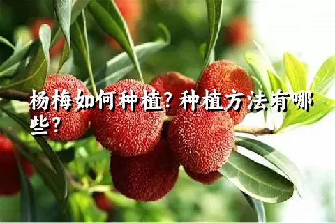 杨梅如何种植？种植方法有哪些？