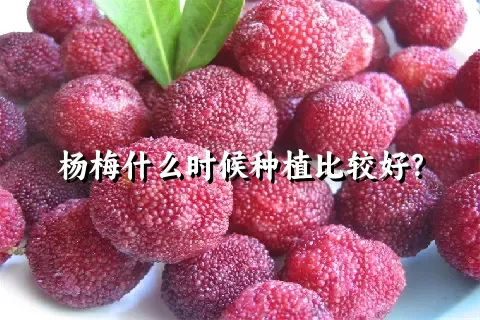 杨梅什么时候种植比较好？