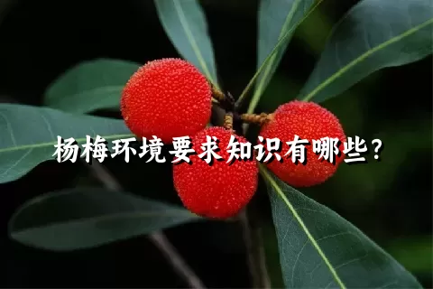 杨梅环境要求知识有哪些？