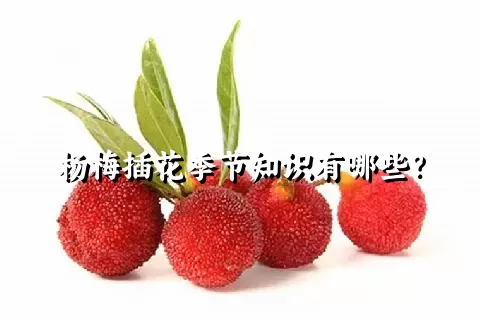 杨梅插花季节知识有哪些？