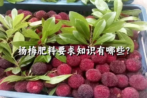 杨梅肥料要求知识有哪些？