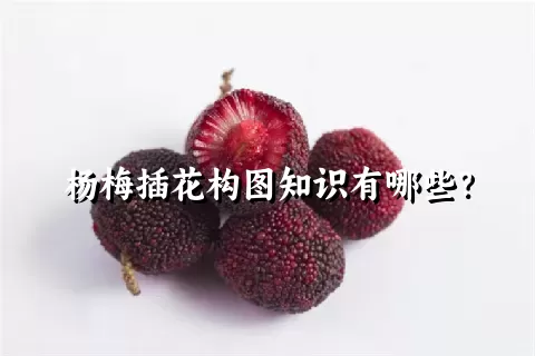 杨梅插花构图知识有哪些？