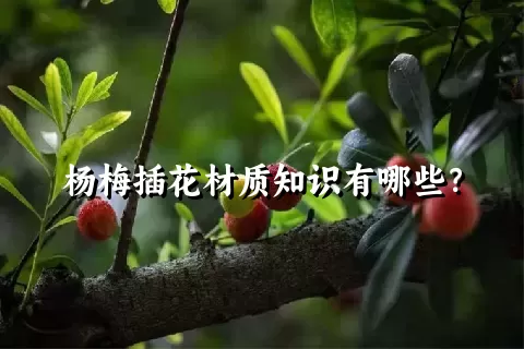 杨梅插花材质知识有哪些？