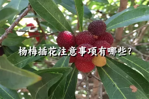 杨梅插花注意事项有哪些？