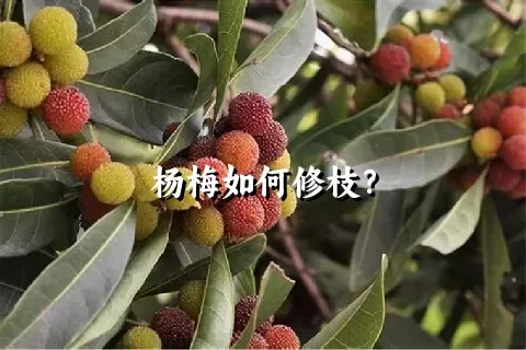 杨梅如何修枝？