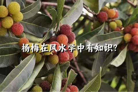 杨梅在风水学中有知识？