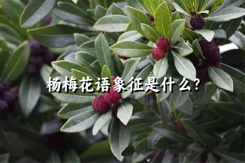 杨梅花语象征是什么？