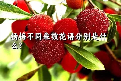 杨梅不同朵数花语分别是什么？