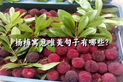 杨梅寓意唯美句子有哪些？