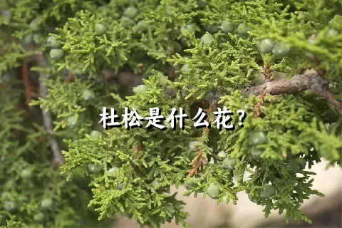 杜松是什么花？