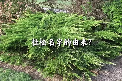 杜松名字的由来？