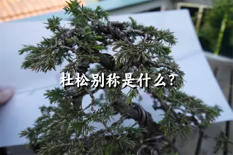 杜松别称是什么？