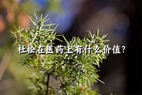 杜松在医药上有什么价值？