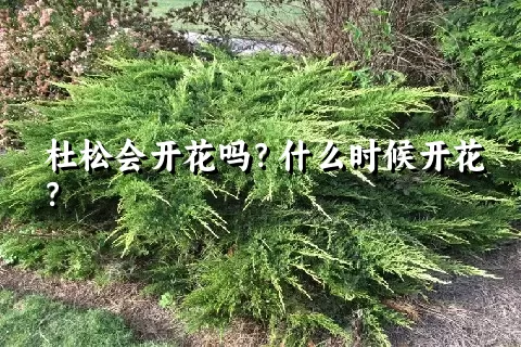 杜松会开花吗？什么时候开花？