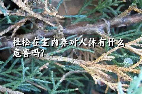 杜松在室内养对人体有什么危害吗？