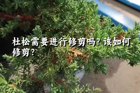 杜松需要进行修剪吗？该如何修剪？