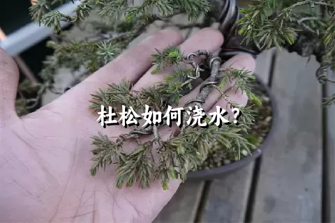 杜松如何浇水？