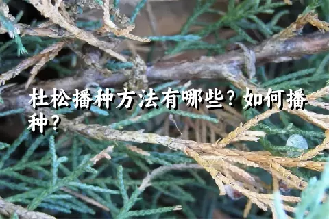 杜松播种方法有哪些？如何播种？