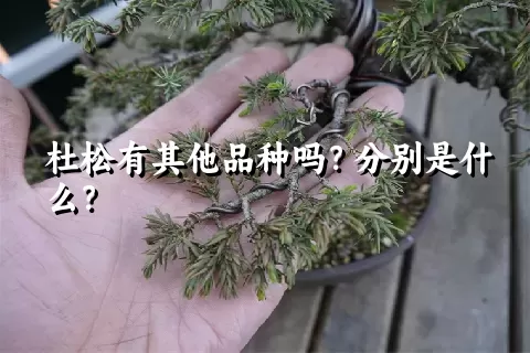 杜松有其他品种吗？分别是什么？