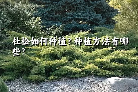 杜松如何种植？种植方法有哪些？