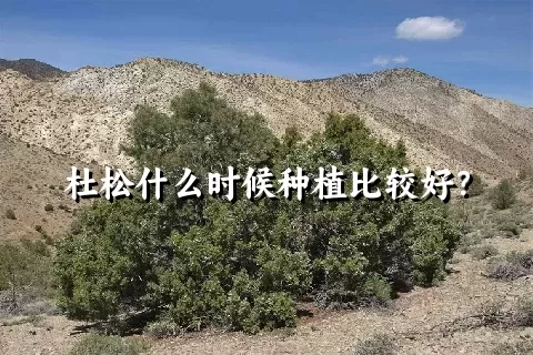 杜松什么时候种植比较好？