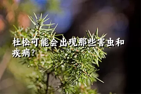 杜松可能会出现那些害虫和疾病？