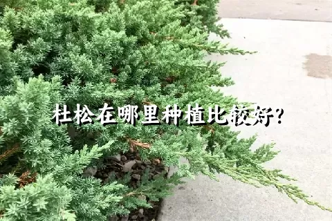 杜松在哪里种植比较好？