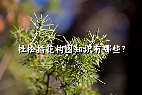 杜松插花构图知识有哪些？