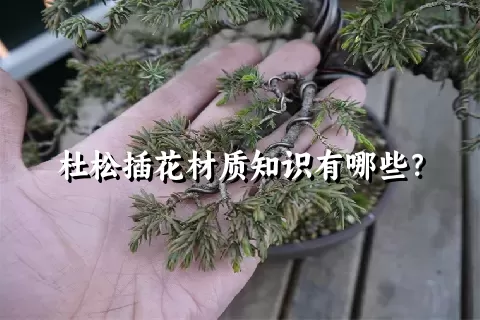 杜松插花材质知识有哪些？