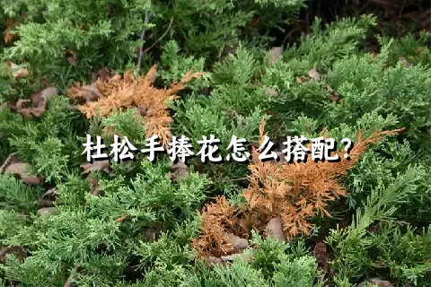 杜松手捧花怎么搭配？