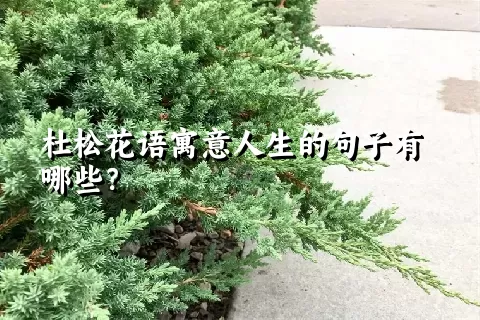 杜松花语寓意人生的句子有哪些？