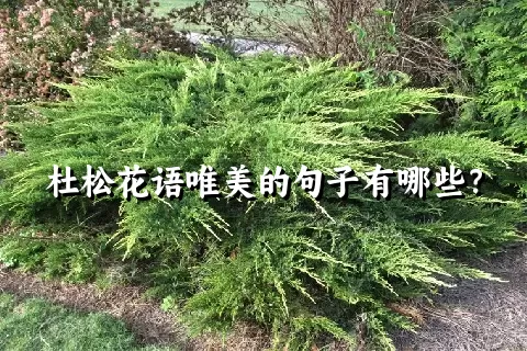 杜松花语唯美的句子有哪些？