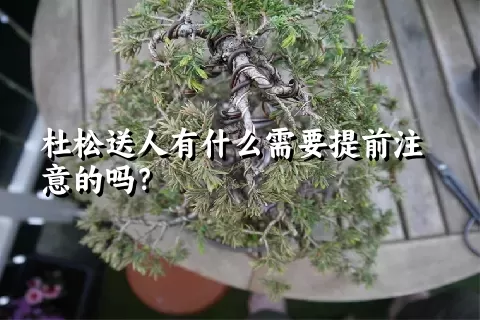 杜松送人有什么需要提前注意的吗？