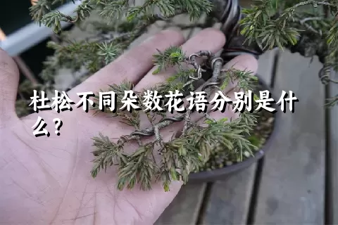 杜松不同朵数花语分别是什么？