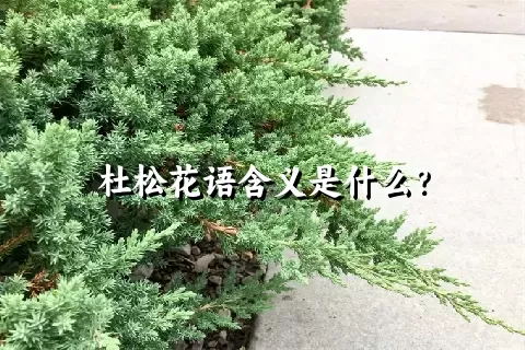 杜松花语含义是什么？