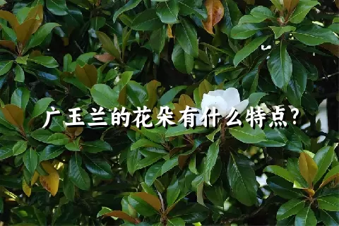 广玉兰的花朵有什么特点?