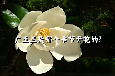 广玉兰是哪个季节开花的?