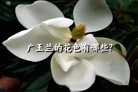 广玉兰的花色有哪些?