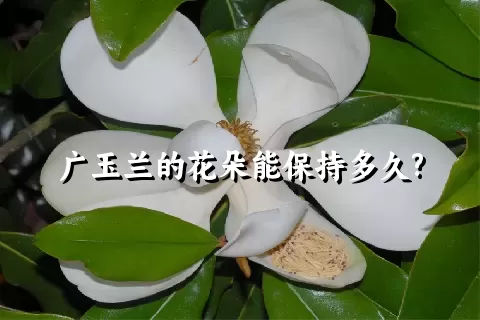 广玉兰的花朵能保持多久?