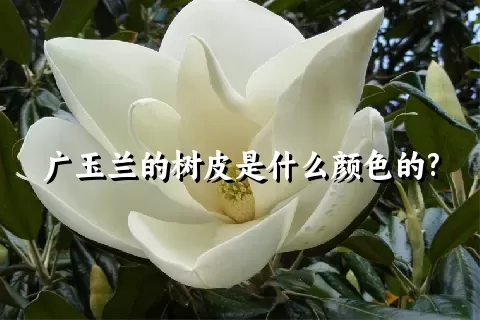 广玉兰的树皮是什么颜色的?