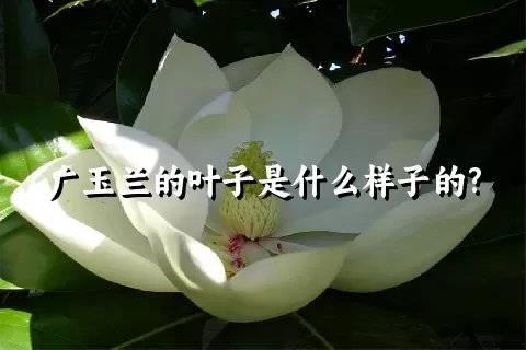 广玉兰的叶子是什么样子的?