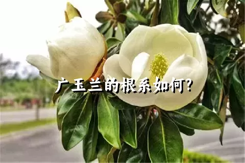 广玉兰的根系如何?