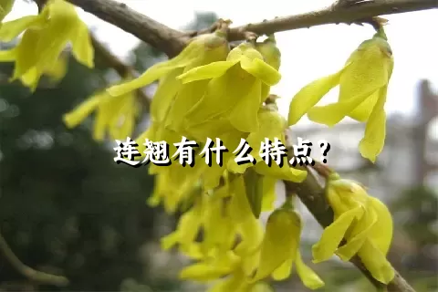 连翘有什么特点?