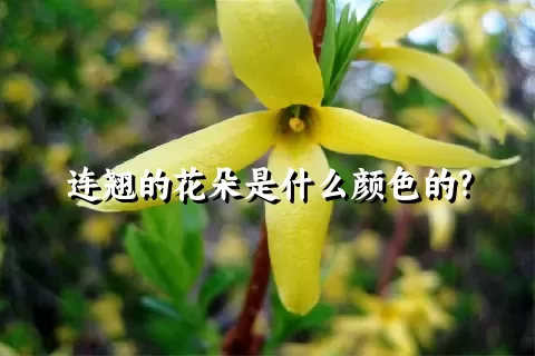 连翘的花朵是什么颜色的?