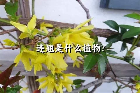 连翘是什么植物?