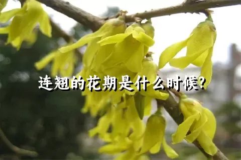 连翘的花期是什么时候?