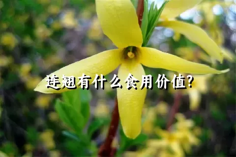 连翘有什么食用价值?