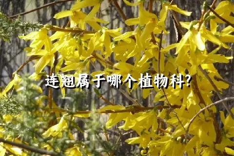 连翘属于哪个植物科?