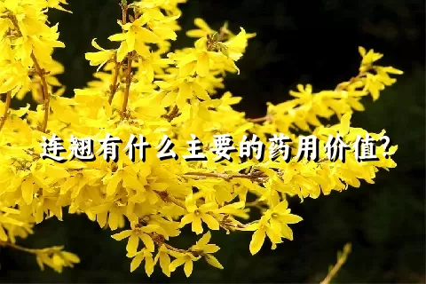 连翘有什么主要的药用价值?