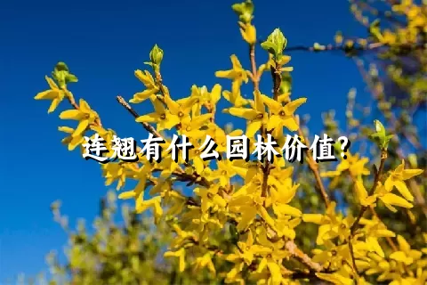 连翘有什么园林价值?